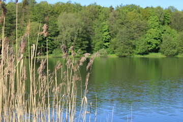 On the bank of the pond in the city forest park