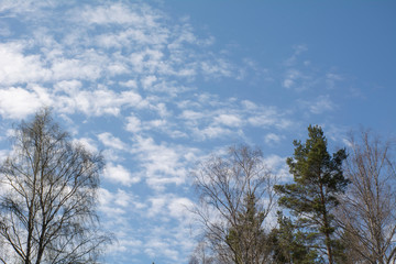 White clouds floating in the sky above the forest