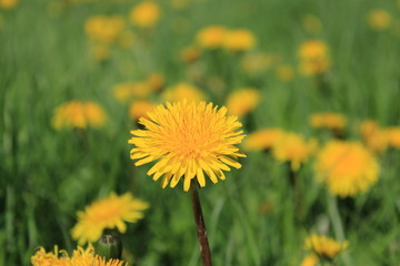 Spring flowering in a city forest park