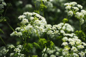 Fondo primaveral de flores blancas