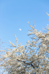 fresh bright spring branches of a pear tree, pear tree blooming against the blue sky