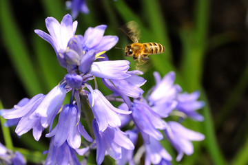 Bee flying or hovering at a blossom of a bluebell plant, wing beat causes beautiful motion blur, vibrant colors and beautiful bokeh background