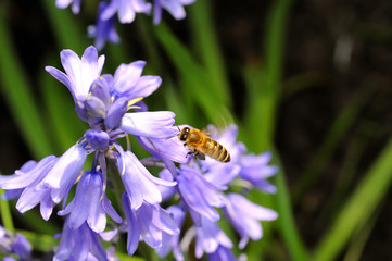 Bee flying or hovering at a blossom of a bluebell plant, wing beat causes beautiful motion blur, vibrant colors and beautiful bokeh background