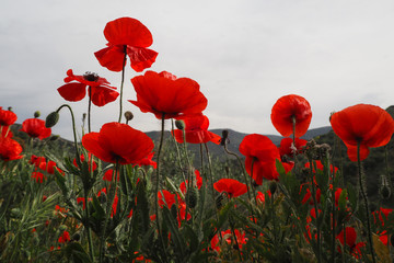 Campo de amapolas