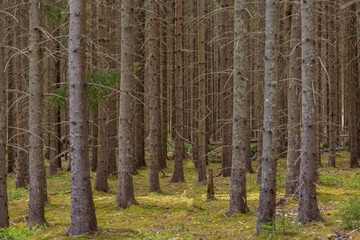 Vintage conifer forest with bare tree trunks in Sweden.
