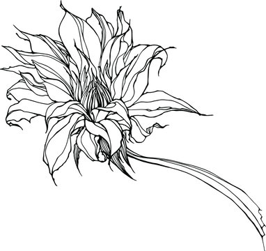 Vector hand drawn realistic big linear dahlia flower . Line art sketch style. Isolated on white elements for floral, romantic, summer design of card, print, poster, invitation.