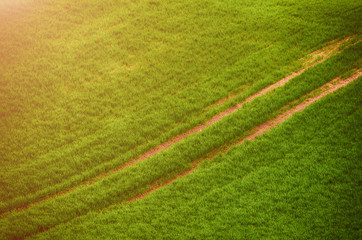 Green grass field background