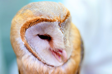 close up shot of barn owl face, owl face close up