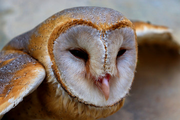 close up shot of barn owl face, owl face close up