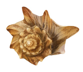 The spiral seashell star hand drawn in watercolor isolated on a white background. Watercolor illustration. Watercolor clipart.