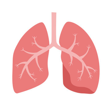 健康な肺のイラスト。気管支から細気管支、肺胞道まで、