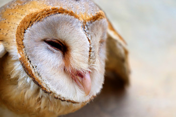 close up shot of barn owl face, owl face close up