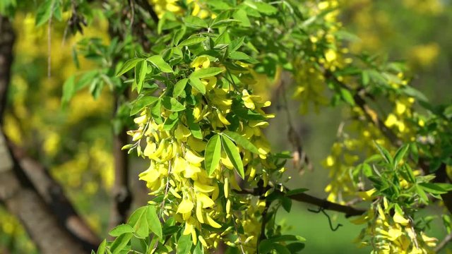 A bumblebee collecting pollen on the yellow flowers of a golden chain tree (laburnum) in a light spring breeze