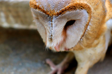 close up shot of barn owl face, owl face close up