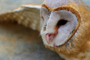 close up shot of barn owl face, owl face close up