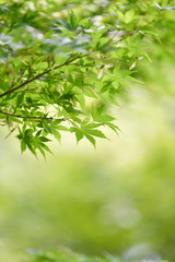 Fototapeta na wymiar Green maple leaves that look bright in the summer