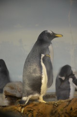 Fototapeta na wymiar Gentoo penguin (Pygoscelis papua), Frankfurt zoo