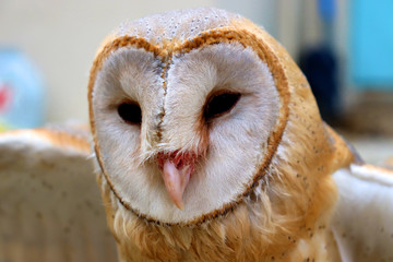close up shot of barn owl face, owl face close up