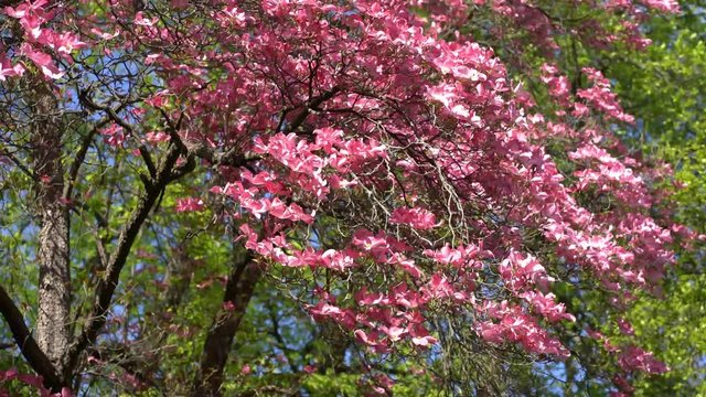 A pink flowering doogwood tree (Cornus florida rubra) moving in a spring breeze