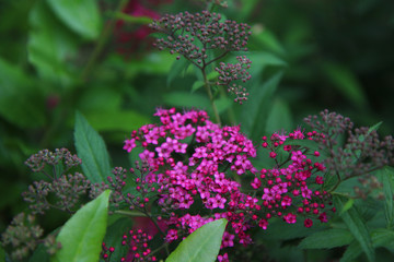 Fiori rosa di Spiraea, primo piano