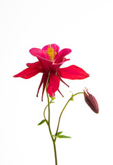 aquilegia flower isolated