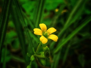 Yellow beautyful flower with green background filled with green leaves .