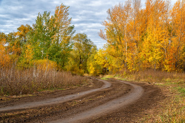 Country forest road in front of a beautiful lush autumn forest with bright yellow and orange leaves. Autumn landscape