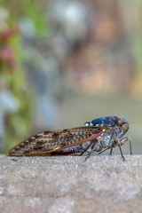Large cicada The body is grayish blue. The wings have beautiful golden stripes.
