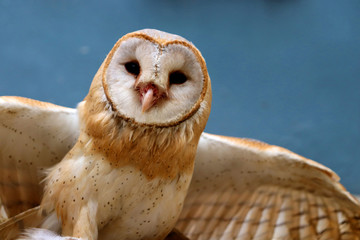 close up shot of barn owl face, owl face close up