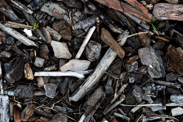 Wooden debris on the beach macro