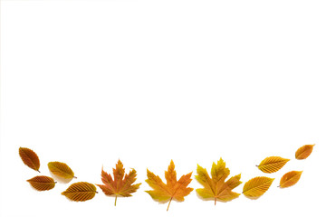 Various Colorful Autumn Leaves Like Maple And Beech Leaf. Isolated White Background With Copy Space