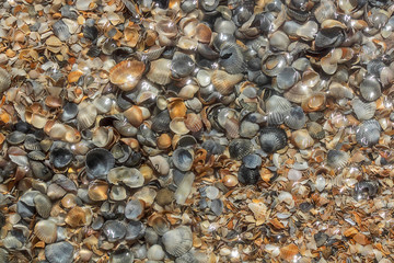 Abstract background. Shell under water. Bright sunny day, glare from the sun on the water. Concept,...