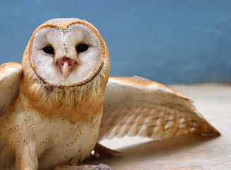 close up shot of barn owl face, owl face close up