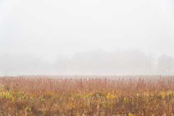Obraz na płótnie Canvas Morning autumn fog over a dry yellow meadow and forest in a fog. Autumn landscape with fog