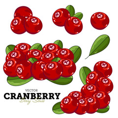 Cranberry Composition, Cranberry Leaves, Cranberry Vector, Cartoon illustration of Cranberry. Cranberry Isolated on White Background. Bunch of Cranberry.