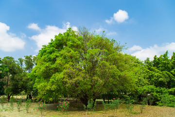 Grenery view a light green tree on the lawn in public park with clouds in blue sky in summer.