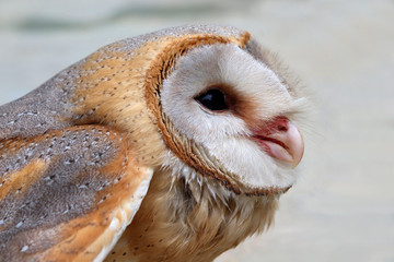 close up shot of barn owl face, owl face close up