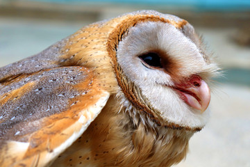 close up shot of barn owl face, owl face close up