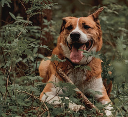 Orange dog lies with a stick in the middle of the forest