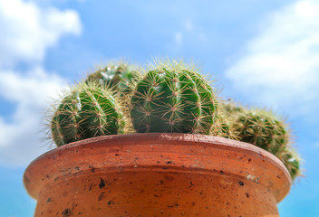 Echinopsis calochlora green circle cactus plant decorated in the circle orange pot on blue sky...
