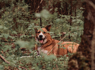 Orange dog lies in the middle of the forest