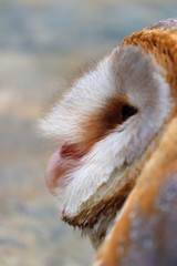 close up shot of barn owl face, owl face close up