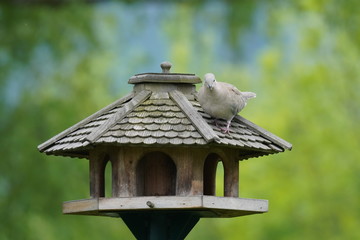 collared doves perching on a bird feeder house in spring