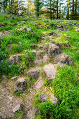 Rocky path up the hill with a forest at the top and blooming forest lilies