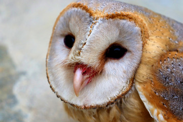 close up shot of barn owl face, owl face close up