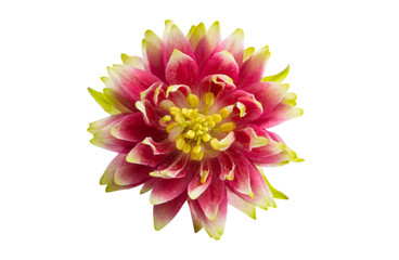aquilegia flower isolated