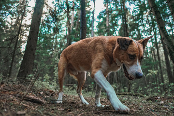 Naklejka na ściany i meble Orange dog stalks in the forest and looks down with interest, the lower angle