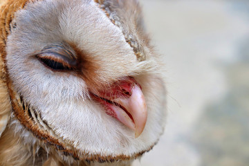 close up shot of barn owl face, owl face close up