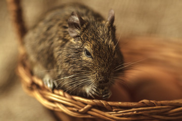 Cute animal - rodent degu with Easter eggs, rustic background.