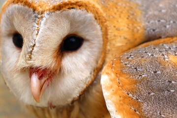 close up shot of barn owl face, owl face close up